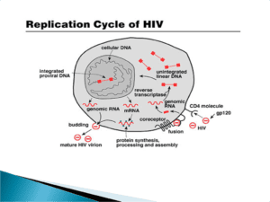 HIV (Human immunodeficiency Virus)