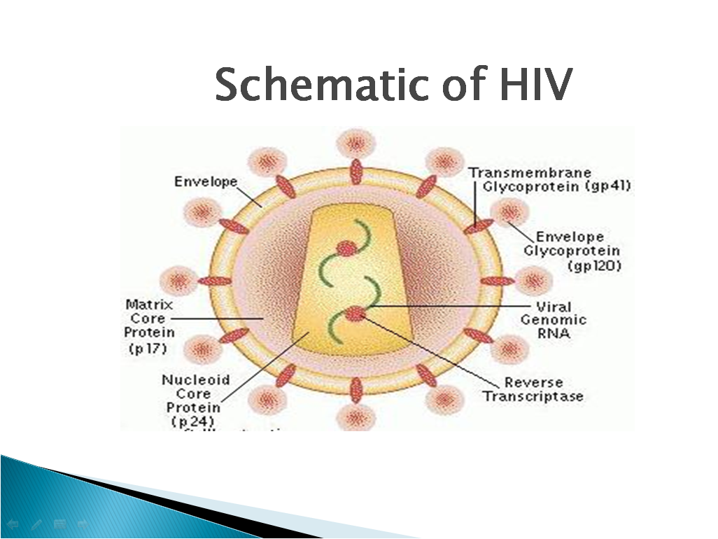 HIV (Human immunodeficiency Virus) - Microbiology Guidelines